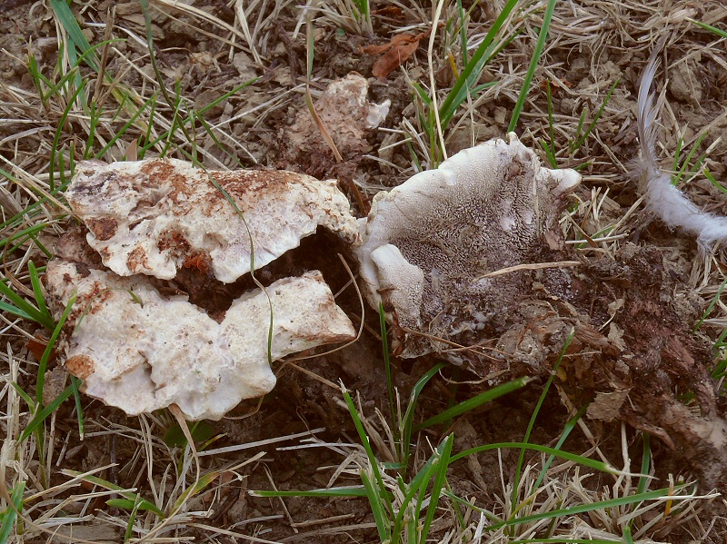 P1140035 PhellodonMelaleucus cc crp